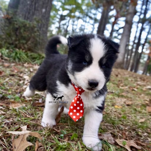 AKC Biscuit 8